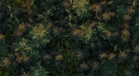Téléchargez les photos : Arbres dans la forêt, vue de dessus, vue sur la région, isolé sur fond blanc, illustration 3D, rendu cg - en image libre de droit
