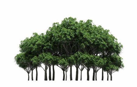 Téléchargez les photos : Group of trees with a shadow on the ground, isolated on a white background, trees in the forest, 3D illustration - en image libre de droit