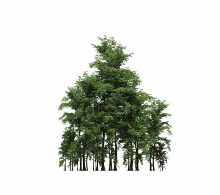 Photo for Group of trees with a shadow on the ground, isolated on a white background, trees in the forest, 3D illustration - Royalty Free Image