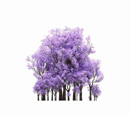 Téléchargez les photos : Group of trees with a shadow on the ground, isolated on a white background, trees in the forest, 3D illustration - en image libre de droit