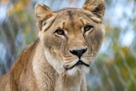 Zwierzęcy portret samica lew zbliżenie z ukośny przedni strona, jak imponujący intensywny obraz majestatyczny duży kot drapieżnik przyroda