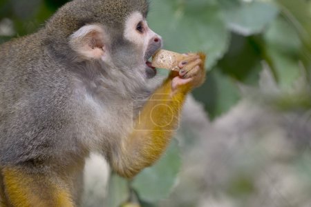 Téléchargez les photos : Petit singe mangeant un petit morceau de nourriture dans un arbre sur une branche aussi mignon humain comme un mammifère - en image libre de droit