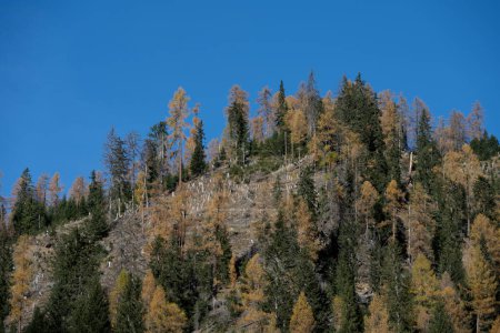 Téléchargez les photos : Paysage de terrain montagneux alpin élevé avec des arbres de différentes couleurs dans la forêt d'automne et la zone défrichée en raison du scolyte comme concept pour les parasites dans les bois sapin mélèze - en image libre de droit