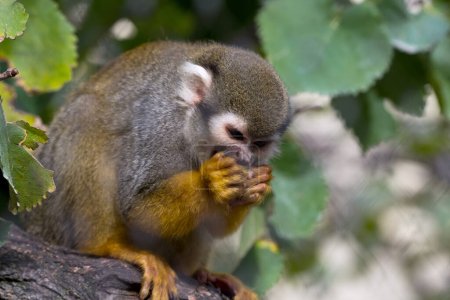 Téléchargez les photos : Gros plan de mignon petit singe tenant et mangeant un morceau de fruit avec les deux mains et mâchant mignon comme un portrait animal amical d'un comportement humain d'un mammifère animal sauvage - en image libre de droit