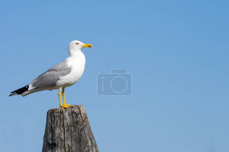 Photo for Close up animal portrait of standing grey white seagull sitting on plank pier post in harbor against blue cloudless sky as seabirds by sea concept - Royalty Free Image