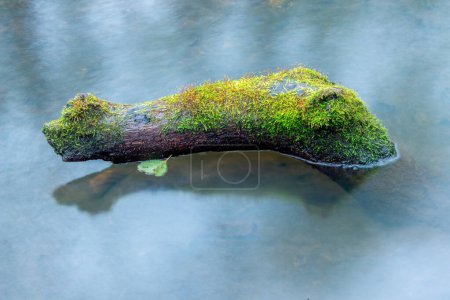 Photo for Old overgrown vegetation will stick in the water - Royalty Free Image