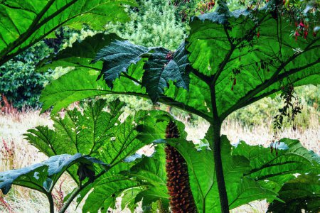 Große grüne gunnera tinctoria Blätter feucht durch Regen, nalca oder Pangue wie in Chile bekannt. Hochwertiges Foto