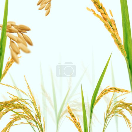 Téléchargez les photos : Une vue depuis une rizière. Le contexte est utile pour l'image de marque, la publicité et l'emballage de produits liés au riz tels que Poha, l'huile de son de riz, les aliments de riz, etc.. - en image libre de droit