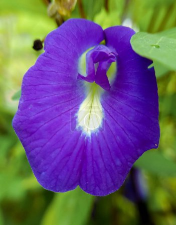 Foto de Flor de guisante mariposa científicamente conocida como clítoris ternatea, una flor púrpura que a menudo se utiliza como una medicina herbal que tiene beneficios para la salud - Imagen libre de derechos