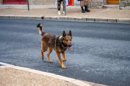Photo for Perigueux, Dordogne, France June 03 2023 : Unexpected Encounters: Animals in the Street - Royalty Free Image