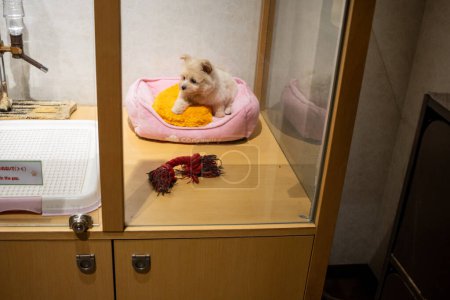Photo for Tokyo, Japan, 29 October 2023 : A small dog in a pet cafe, resting comfortably in a bed, providing a calming atmosphere for customers - Royalty Free Image
