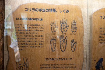 Foto de Tokio, Japón, 31 de octubre de 2023: Exposición informativa sobre la anatomía de las manos y los pies de los primates - Imagen libre de derechos