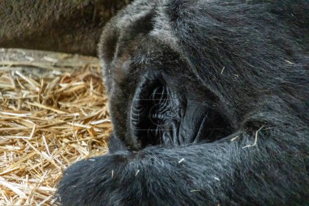 Photo for Tokyo, Japan, 31 October 2023: Close-up of a Gorilla's Face in Rest - Royalty Free Image