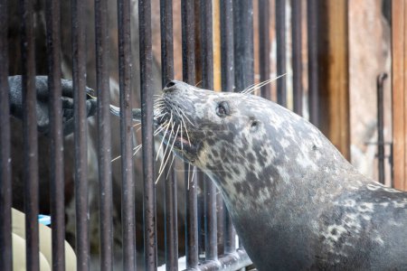 Téléchargez les photos : Tokyo, Japon, 31 octobre 2023 : Seal peering through bars at a zoo - en image libre de droit