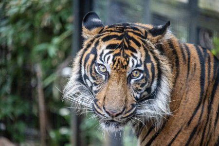 Téléchargez les photos : Tokyo, Japon, 31 octobre 2023 : Le tigre du Bengale scrute le feuillage du zoo d'Ueno - en image libre de droit