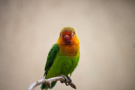 Tokio, Japan, 31. Oktober 2023: Papagei hockt auf einem Zweig in Voliere
