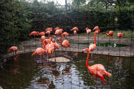 Tokio, Japan, 31. Oktober 2023: Flamingos im Zoo Ueno