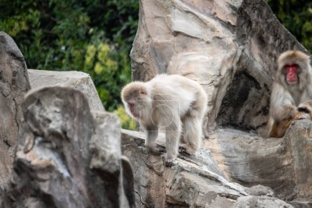 Tokio, Japan, 31. Oktober 2023: Japanische Makaken auf Felsen im Ueno Zoo
