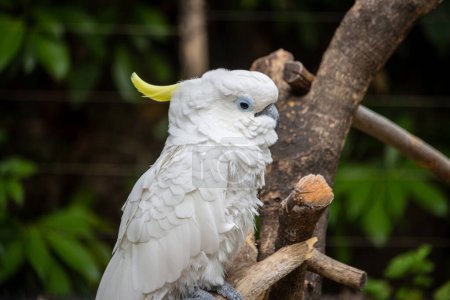 Tokyo, Japan, 31 October 2023: Cockatoo perched on a branch in Ueno Zoo