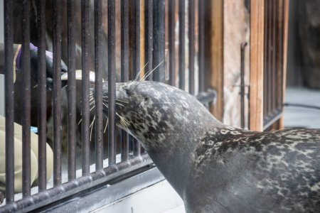 Téléchargez les photos : Tokyo, Japon, 31 octobre 2023 : Un phoque regarde à travers une clôture au zoo d'Ueno - en image libre de droit