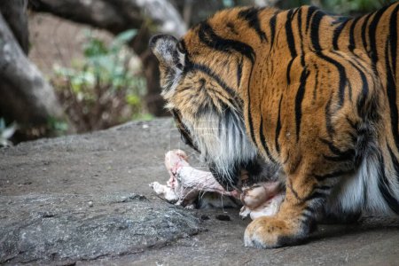 Photo for Tokyo, Japan, 31 October 2023: Tiger feeding on a meal in a zoo habitat - Royalty Free Image