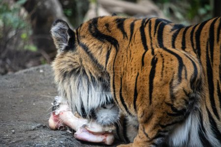 Photo for Tokyo, Japan, 31 October 2023: Tiger enjoying a meal at a city zoo - Royalty Free Image