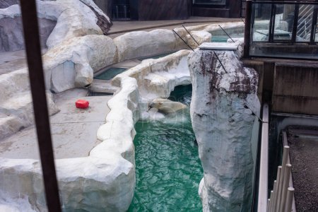 Téléchargez les photos : Tokyo, Japon, 31 octobre 2023 : Ours polaire dans un habitat artificiel dans un zoo avec un environnement glacé - en image libre de droit