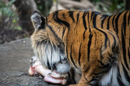 Photo for Tokyo, Japan, 31 October 2023: Tiger feeding on prey at Ueno Zoo - Royalty Free Image