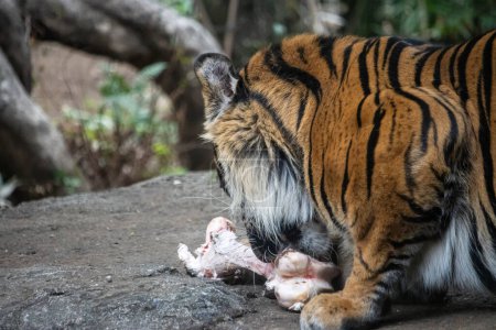 Photo for Tokyo, Japan, 31 October 2023: Tiger feeding on prey at Ueno Zoo - Royalty Free Image
