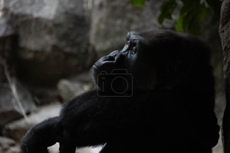Téléchargez les photos : Tokyo, Japon, 31 octobre 2023 : Silhouette d'un gorille en pose contemplative au zoo d'Ueno - en image libre de droit
