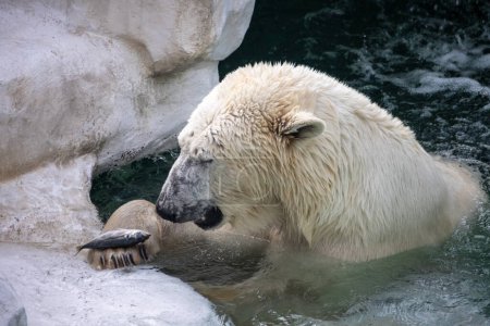 Téléchargez les photos : Tokyo, Japon, 31 octobre 2023 : Ours polaire jouant dans l'eau au zoo d'Ueno - en image libre de droit