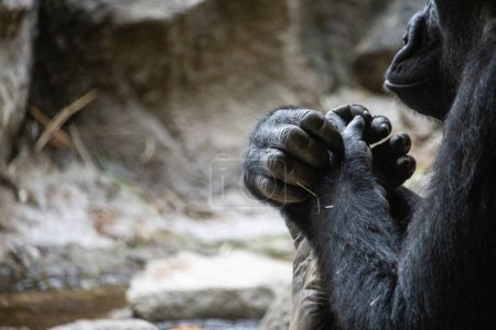 Téléchargez les photos : Tokyo, Japon, 31 octobre 2023 : Gorille observant ses mains au zoo d'Ueno - en image libre de droit