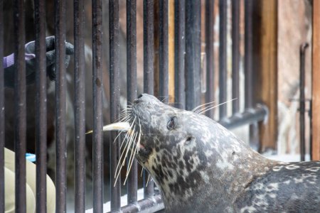 Téléchargez les photos : Tokyo, Japon, 31 octobre 2023 : Sceau derrière les barreaux dans un zoo - en image libre de droit