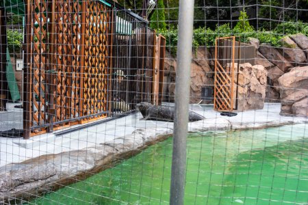 Téléchargez les photos : Tokyo, Japon, 31 octobre 2023 : Enceinte de loutre avec zone de baignade dans le zoo de Tokyo - en image libre de droit