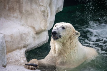 Téléchargez les photos : Tokyo, Japon, 31 octobre 2023 : Ours polaire nageant dans l'habitat du zoo - en image libre de droit