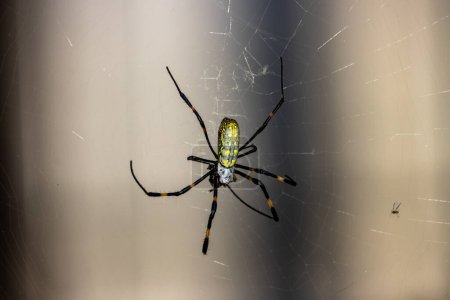 Tokyo, Japan, 3 November 2023: Golden Orb-Weaver Spider on Web
