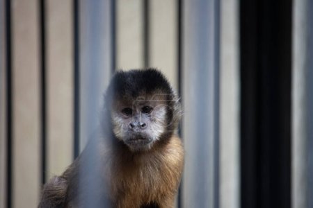 Foto de Tokio, Japón, 3 de noviembre de 2023: mono capuchino tras las rejas en un zoológico - Imagen libre de derechos