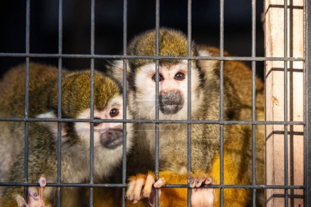 Téléchargez les photos : Tokyo, Japon, 3 novembre 2023 : Deux singes écureuils en captivité regardant à travers des barreaux de cage - en image libre de droit