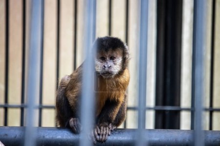 Tokyo, Japan, 3 November 2023: Capuchin monkey behind bars in an urban environment