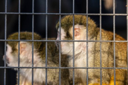 Tokyo, Japan, 3 November 2023: Monkeys behind bars in a zoo enclosure