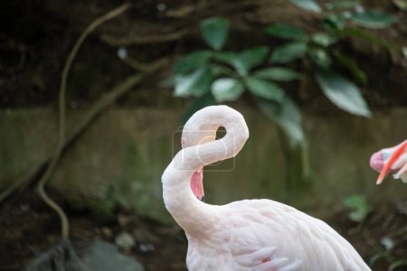Tokyo, Japan, 3 November 2023: Flamingo with curved neck in natural habitat