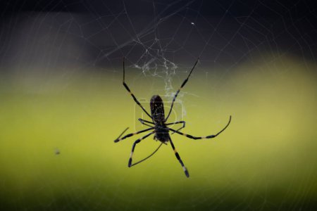 Tokyo, Japan, 3 November 2023: Close-up of a Spider on Its Web