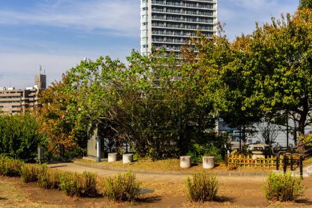 Téléchargez les photos : Tokyo, Japon, 4 novembre 2023 : Parc urbain luxuriant avec des arbres en fleurs au milieu du paysage urbain - en image libre de droit