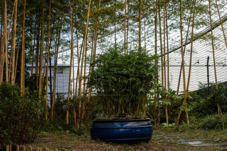 Photo for Tokyo, Japan, 4 November 2023: Potted Bamboo Plants in an Urban Setting - Royalty Free Image