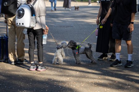 Téléchargez les photos : Tokyo, Japon, 4 novembre 2023 : Rencontre amicale entre chiens sur une rue occupée de Tokyo - en image libre de droit
