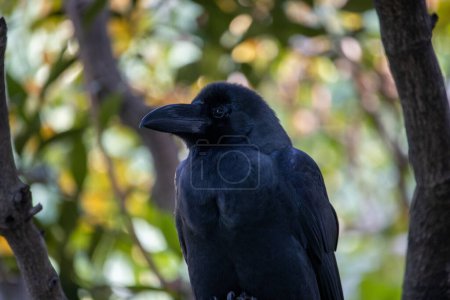 Téléchargez les photos : Tokyo, Japon, 4 novembre 2023 : Majestueux corbeau noir perché au milieu d'une végétation luxuriante dans l'oasis urbaine de Tokyo - en image libre de droit