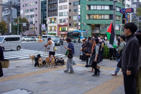 Téléchargez les photos : Tokyo, Japon, 4 Novembre 2023 : Dog Walker Gérer un paquet de carpettes sur un Shibuya Crossing occupé - en image libre de droit