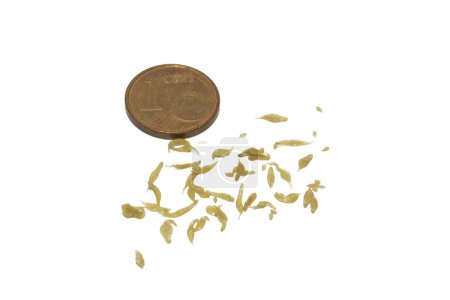 Foto de Dipylidium caninum aislado sobre un fondo blanco, una moneda de euro centavo para la comparación de tamaño. Dipylidium caninum es un parásito común en animales domésticos.. - Imagen libre de derechos