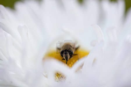 Foto de Abeja voladora recolectando polen de abeja de flor de manzana. Abeja recolectando miel, macrofotografía - Imagen libre de derechos