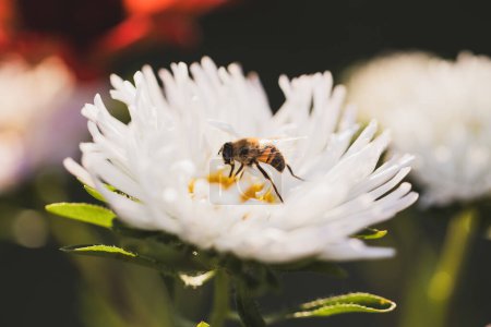 Foto de Flores polinizadoras de abejas, macrofotografía - Imagen libre de derechos